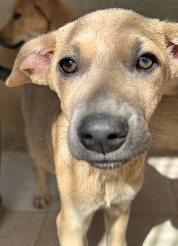 Cucciolo Teo, 4 Mesi Ca